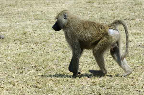 Mono Babuino - parque nacional lago Manyara - Tanzania 1.jpg